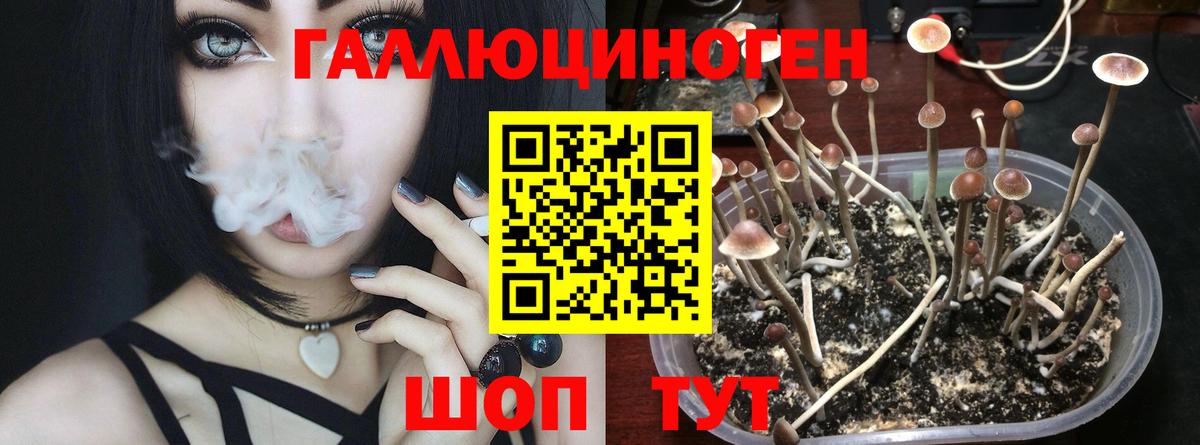 Каменка  Галлюциногенные грибы Magic Shrooms  Вход с VPN 